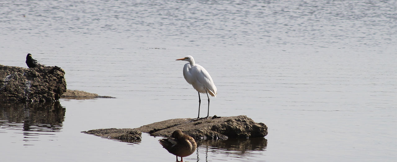 RiverRenew Hero Image