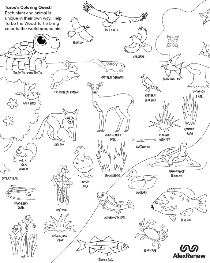 Turbo's Coloring Quest!