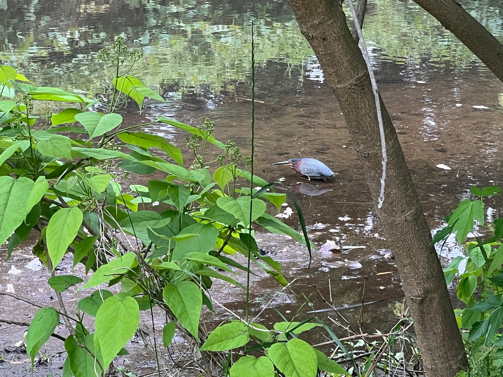 A green heron perches in a stream surrounded by green vegetation.