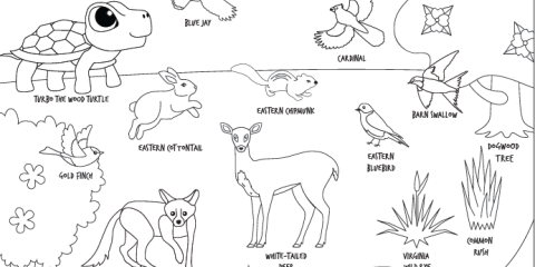 Turbo's Coloring Quest!